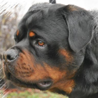 ALLEVAMENTO ROTTWEILER - PER UN PELO