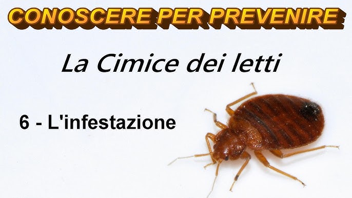 Disinfestazione Cimici dei Letti a Grosseto